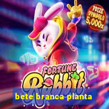 bete branca planta